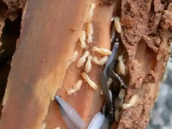 城口白蚁防治公司分享工厂厂房白蚁防控，保障生产仓储正常运转